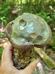 Polyporoletus sublividus