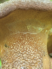 Polyporoletus sublividus