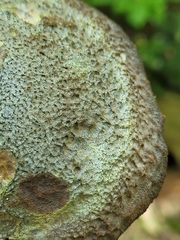 Polyporoletus sublividus