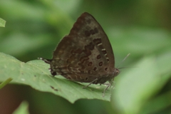 Arhopala amantes