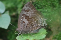 Arhopala amantes