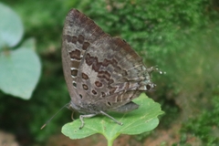 Arhopala amantes