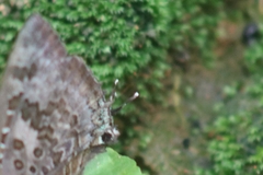 Arhopala amantes