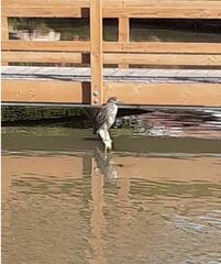 Nycticorax nycticorax