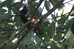 Heliosciurus gambianus