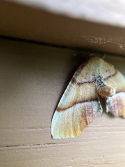 Plagodis phlogosaria