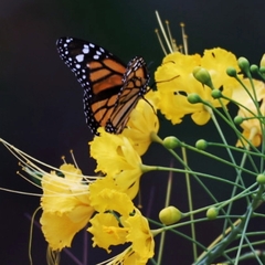 Danaus plexippus
