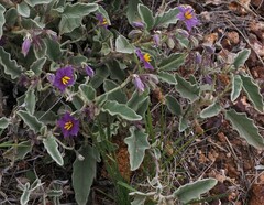 Solanum quadriloculatum