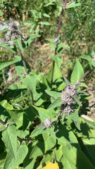 Phlomoides tuberosa