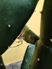 Nephilingis cruentata