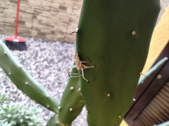 Nephilingis cruentata