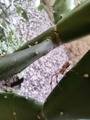 Nephilingis cruentata