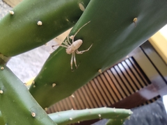 Nephilingis cruentata