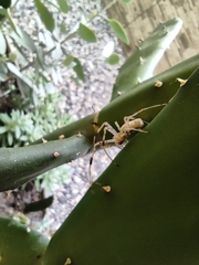 Nephilingis cruentata