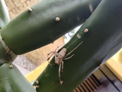 Nephilingis cruentata