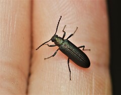 Strongylium crenatum