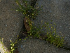 Sagina japonica