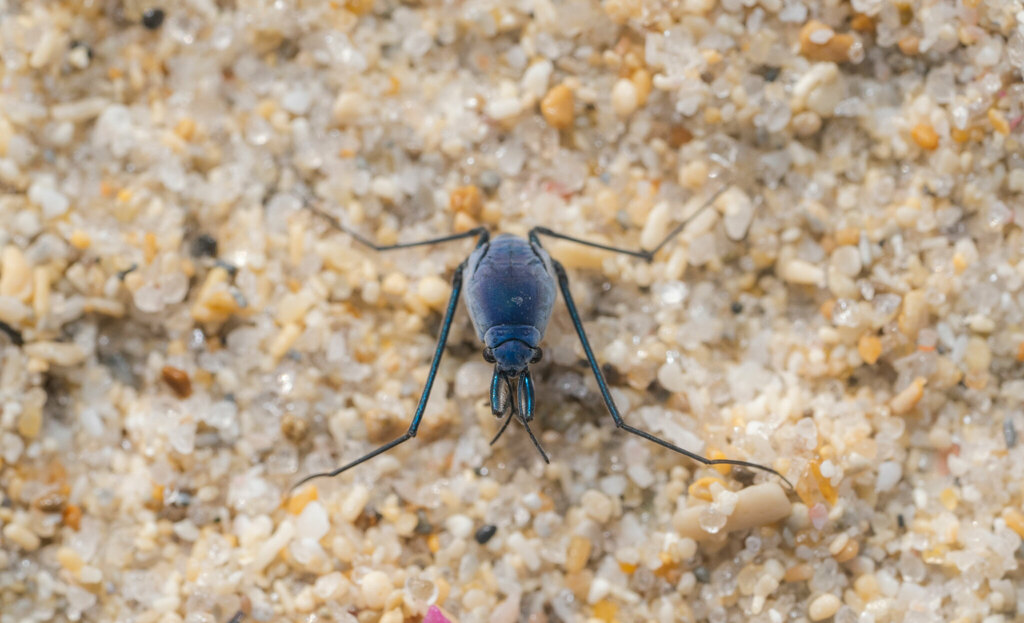 Halobatinae