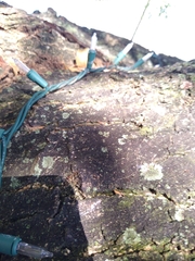 Pilocarpaceae