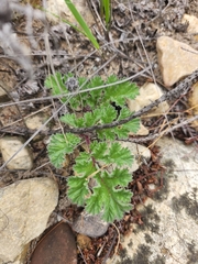 Pelargonium radulifolium