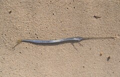 Euleptorhamphus viridis