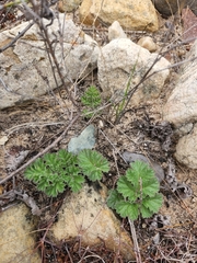 Pelargonium radulifolium