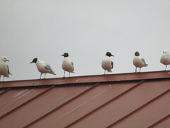 Chroicocephalus ridibundus