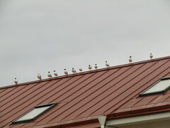 Chroicocephalus ridibundus