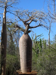 Adansonia