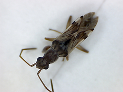 Neopamera