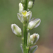 Georgia Milkwort - Photo (c) floydgriffith, some rights reserved (CC BY-NC)
