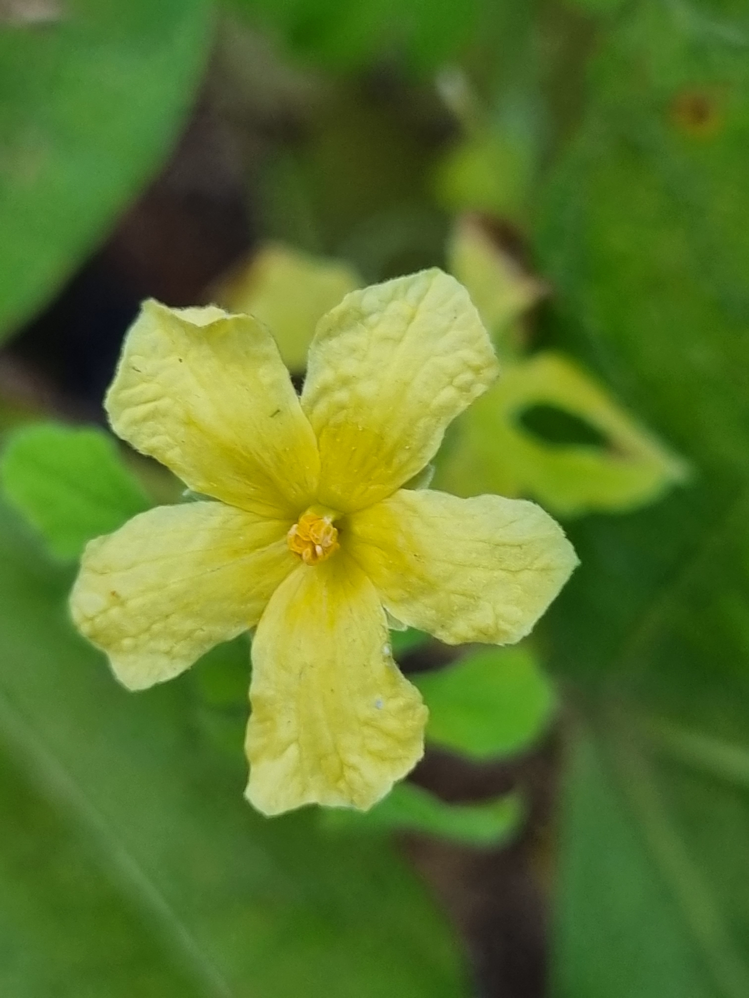 Momordica charantia