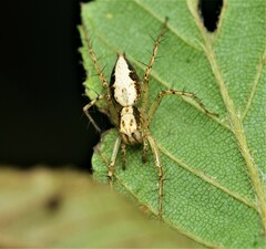 Oxyopes aglossus
