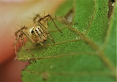 Oxyopes aglossus