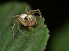 Oxyopes aglossus