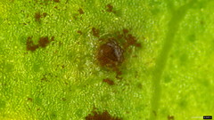 Puccinia calystegiae-soldanellae