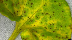 Puccinia calystegiae-soldanellae