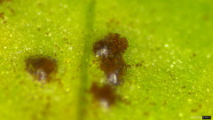 Puccinia calystegiae-soldanellae