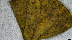 Puccinia calystegiae-soldanellae
