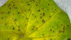 Puccinia calystegiae-soldanellae