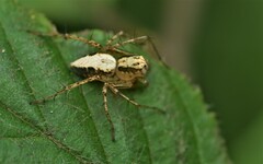 Oxyopes aglossus
