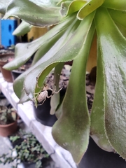 Nephilingis cruentata
