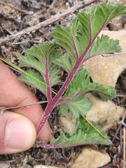 Pelargonium radulifolium