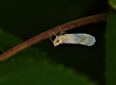 Otiocerus coquebertii