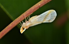 Otiocerus coquebertii