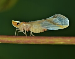 Otiocerus coquebertii