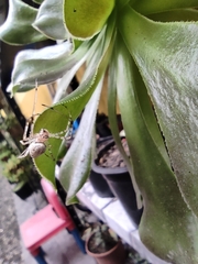 Nephilingis cruentata
