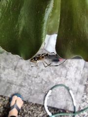 Nephilingis cruentata