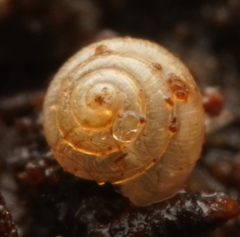 Punctidae