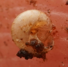 Punctidae